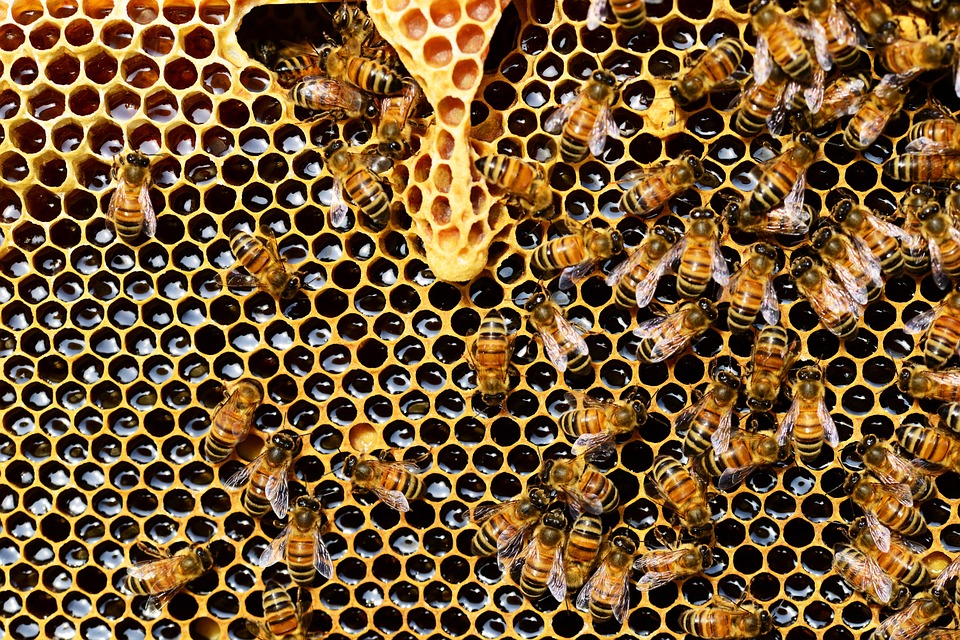 Bees Honey Vegan