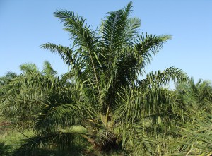 vegan palm oil