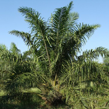 Palm Oil: Vegan or Not?