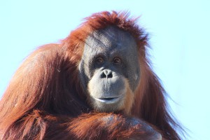 vegan deforestation orangutan